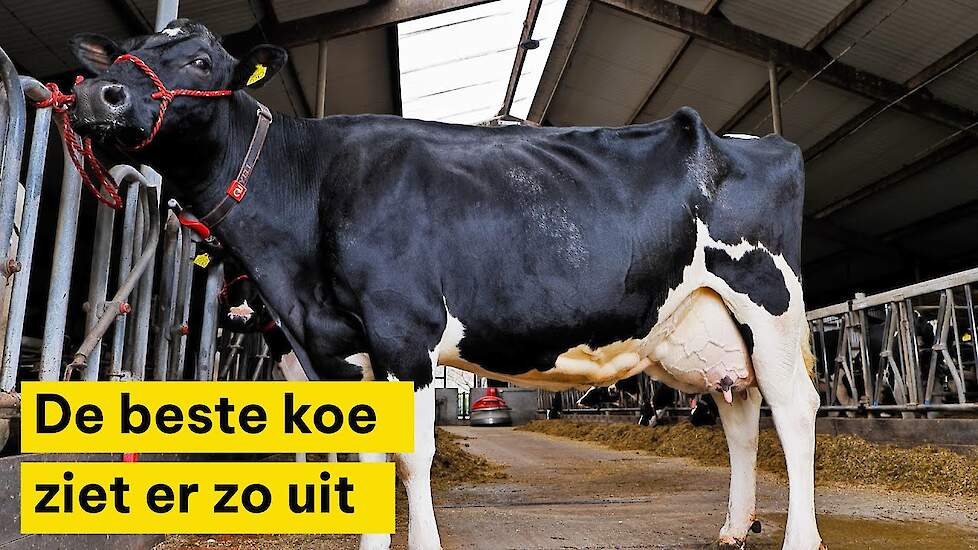 De meest optimale koe, zo ziet zij er uit