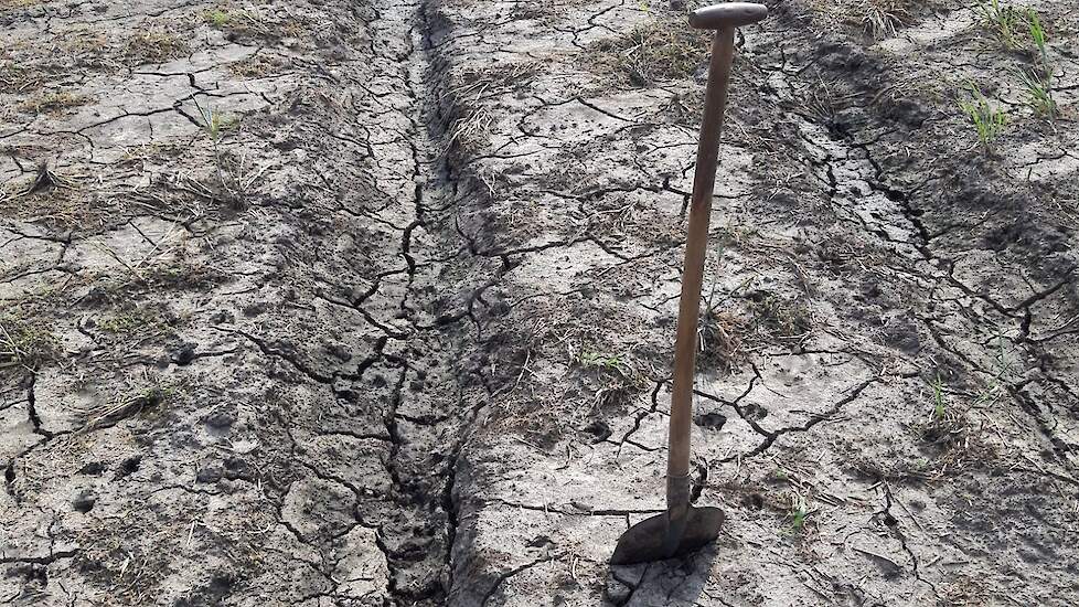 „De schade is groot: gepote aardappelen verrotten, structuur van de grond vernield.”