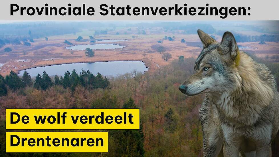 De wolf verdeelt Drentenaren in aanloop naar verkiezingen - Provinciale Statenverkiezingen