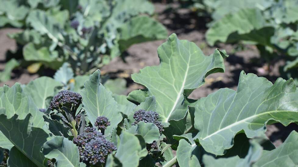 purple sprouting broccoli