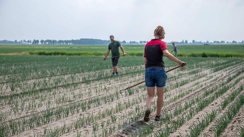 De uien van het ras Hypark zijn op 21 april gezaaid. Dat is wat aan de late kant, zegt Jeroen. „Normaal zijn we één tot twee weken eerder.” De planten zijn door de latere zaai en de natheid gevolgd door de langdurige droogte minder ver ontwikkeld dan in e