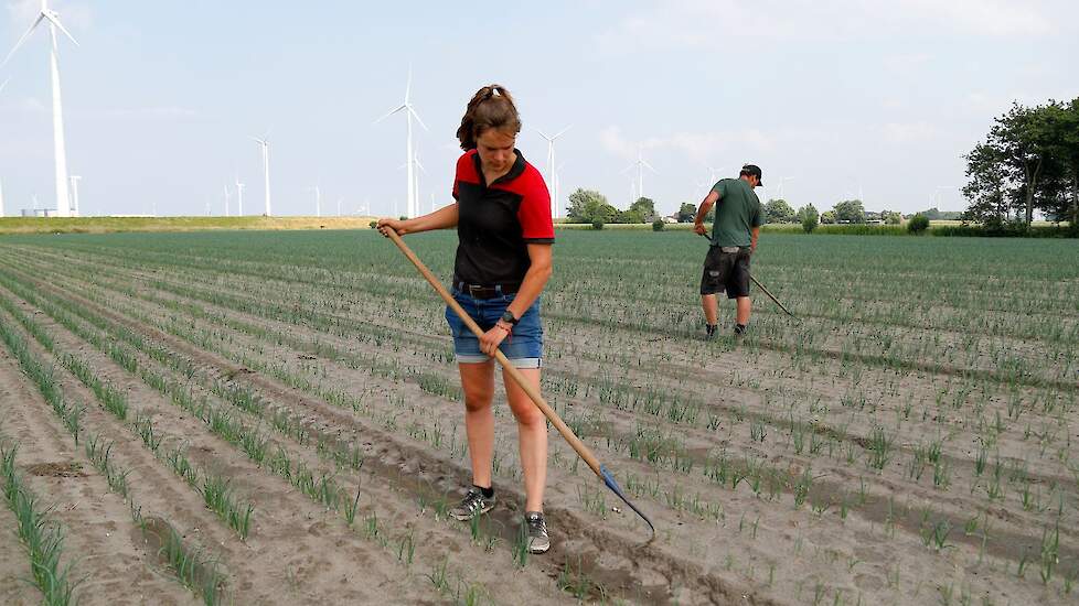 Vanwege de droogte is het perceel al meerdere keren beregend. „Als we in de afgelopen maand 10 mm neerslag hebben gehad, is dat al veel.”