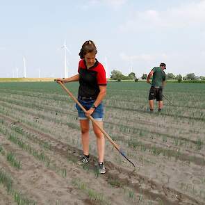 Vanwege de droogte is het perceel al meerdere keren beregend. „Als we in de afgelopen maand 10 mm neerslag hebben gehad, is dat al veel.”