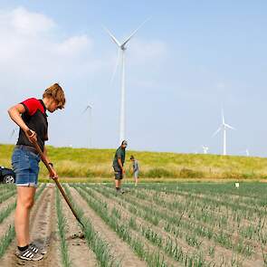 JJeroen boert in maatschap met zijn ouders in het nabij gelegen Oosternieland. Zijn zussen werken ook op het bedrijf, maar zitten niet in de maatschap. De akkerbouwers telen in totaal 13 hectare uien. Dit is het derde jaar dat ze uien telen. De uien worde