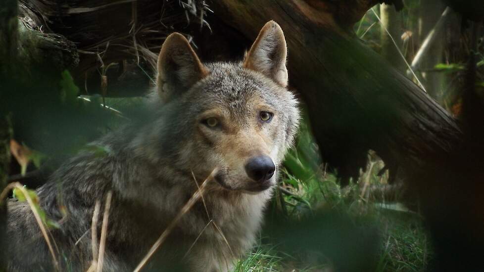 Een wolf in zijn leefgebied in Nederland.