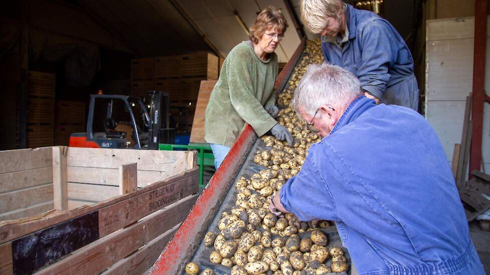 Over de kwaliteit/opbrengst van de aardappelen (consumptie/poot) zegt Rick Stegeman: „De kwaliteit van de aardappels lijkt goed en de opbrengst maar heel gewoon.”