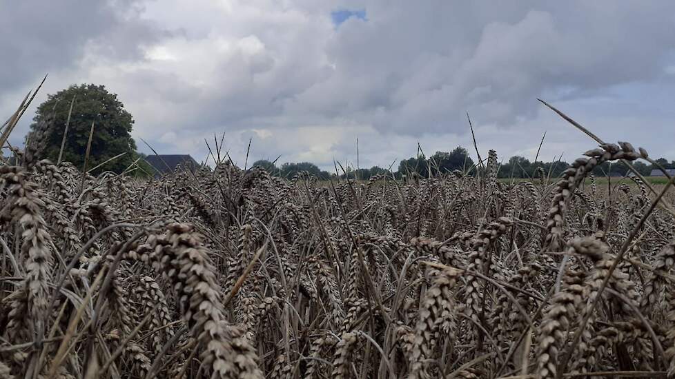 Een (klein) deel van de Nederlandse graanoogst ging afgelopen zomer door drie opeenvolgende extreem natte regenweken verloren.