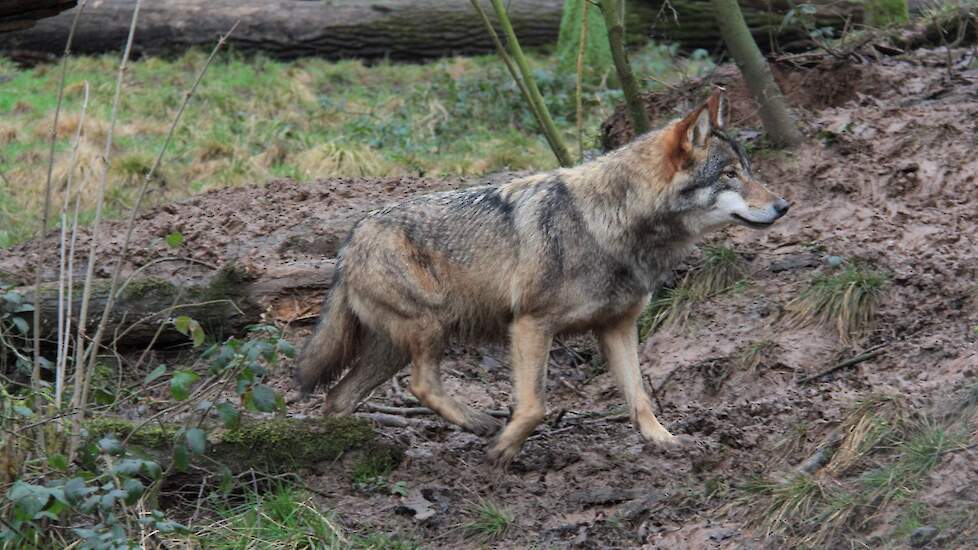 Praktijksessie bescherming rundvee tegen de wolf