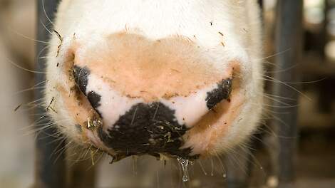WUR: ‘Non è possibile stabilire se la varietà della febbre catarrale degli ovini provenga dall’Italia’ |  Veld-post.nl