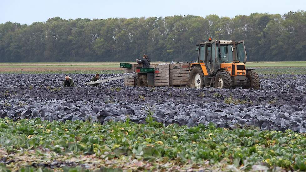 De oogst loopt goed door, ondanks de vele regen. Deze week heeft hij ongeveer de helft van zijn oogst binnen. Kruyer zet zijn producten rechtstreeks af aan verschillende groothandelaren, veiling en snijderijen.