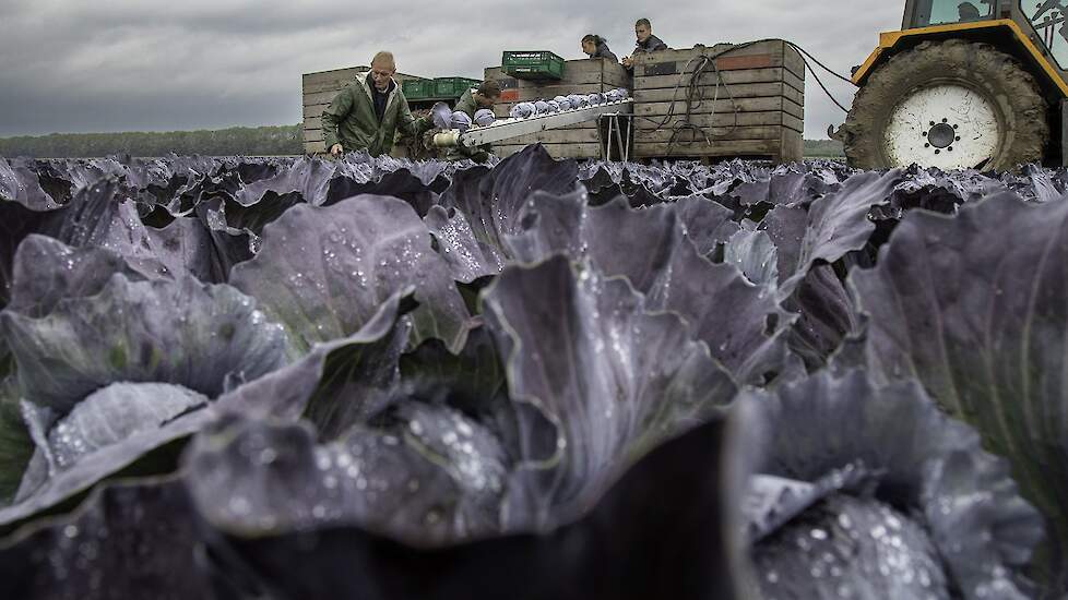 Kruyer experimenteert met verschillende rassen: Ieder jaar 4 rode koolsoorten en 4 witte koolsoorten. Elk jaar valt er een ras af en dan probeert hij weer een nieuw ras. Het weer en ziektes hebben invloed of een ras het in zijn ogen wel of niet het goed d