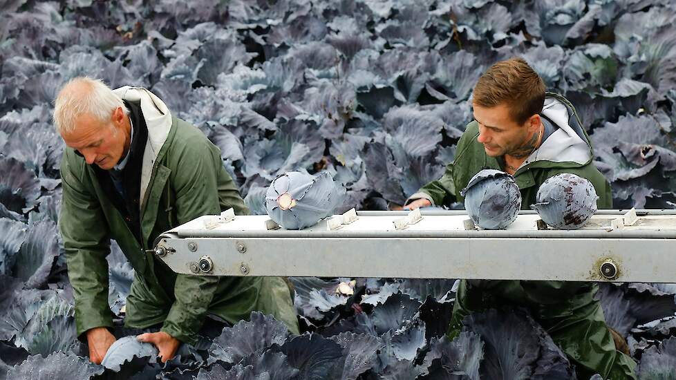 Kruyer heeft 17 hectare, zijn bouwplan bestaat uit rode en witte kool, spitskool, peen, uien en aardappelen. De kolen vormen het hoofdgewas, deze teelt hij in een rotatie van 1:3. Hij teelt zijn kolen onder de voorwaarden van PlanetProof.