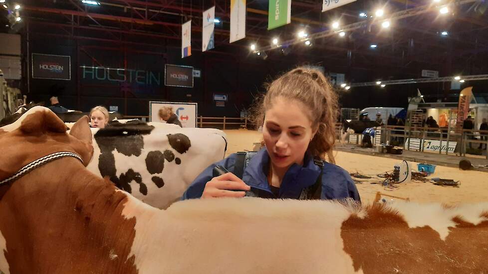 Jade brengt de toplijn aan. Eén van de twee belangrijkste beoordelingscriteria bij de scheerwedstrijd. De toplijn is een soort hanenkam bovenop de rug van de pink. Door de hanenkamp lijkt de rug langer en rechter.