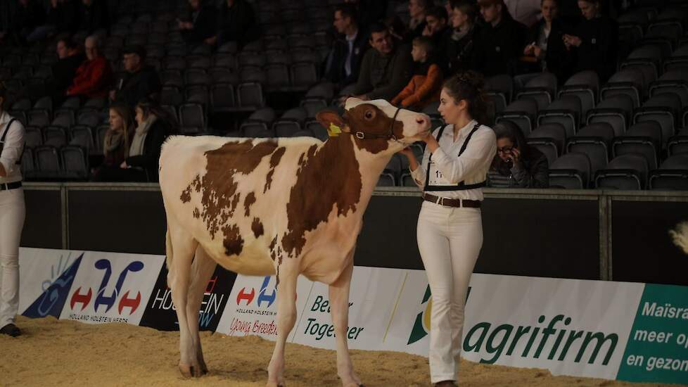 Lopend met het halster in de linkerhand en het nekvel in de rechterhand is het zaak de jury continu in de gaten te houden.