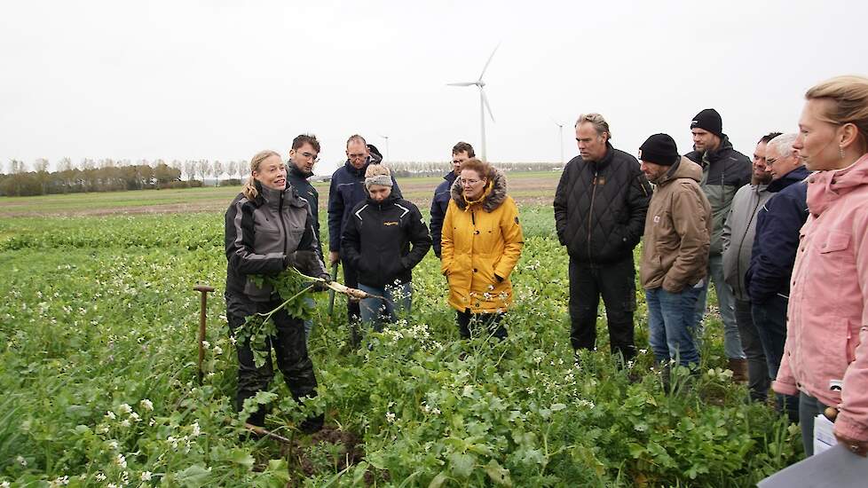 Grote bladrammenaswortel bij vroege zaai groenbemester.