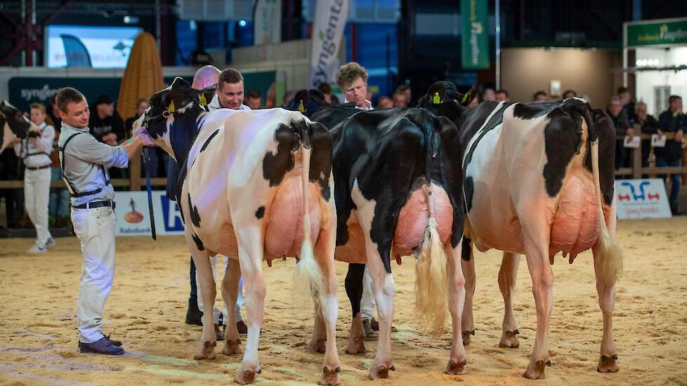 Het kop trio van de tweede rubriek. Naast Volina staat op 1B opgesteld stalgenote Heerenbrink Butterfly 1, een mooitypische Moovin-dochter met eveneens een goede ribwelving. Haar goede kruis bood plaats aan een breed en sterk achteruier. Op 1C kwam K D Kl