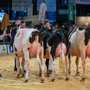 Het kop trio van de tweede rubriek. Naast Volina staat op 1B opgesteld stalgenote Heerenbrink Butterfly 1, een mooitypische Moovin-dochter met eveneens een goede ribwelving. Haar goede kruis bood plaats aan een breed en sterk achteruier. Op 1C kwam K D Kl