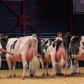 Giessen Cinderella 216 volgde op de tweede plaats. De sterke Pepper-dochter van Van Vliet was evenredig gebouwd en bezat eveneens een best uier en goede benen. Ze stond in de voorlopige opstelling voor Bertha 211, die op de foto gevolgd wordt door de 1D i