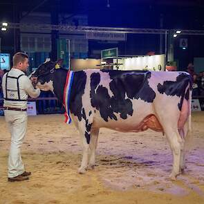 Over het kopnummer van de derde midden klasse rubriek bestond geen enkele twijfel. Heerenbrink Angelina betrad de ring en liet er geen misverstand over bestaan dat ze was gekomen om te winnen. De zeer evenredig gebouwde Devour-dochter stond er geweldig vo