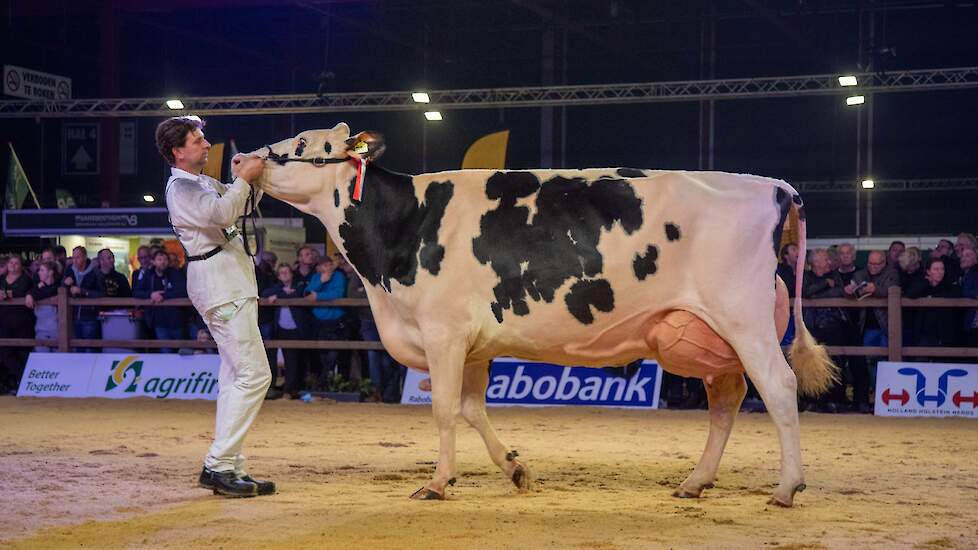 En toen kwam de productieklasse! Alleen voor koeien die minimaal 70.000 kg melk hadden gegeven. In een geweldige rubriek kwam deze V Zwaantje 103 van de familie Van der Ploeg uit Wergea op kop, een grote, lange Golden Dreams-dochter met een best uier.