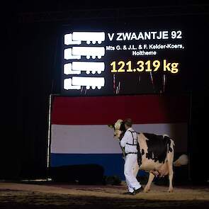 De ster van de show was voor velen deze Zwaantje 236 van de familie Kelder uit Holtheme die op 1C kwam. De attente Goldsun-dochter was de koe met de hoogste levensproductie en imponeerde met haar prachtige type en royale breedte- en dieptematen. Ze heeft