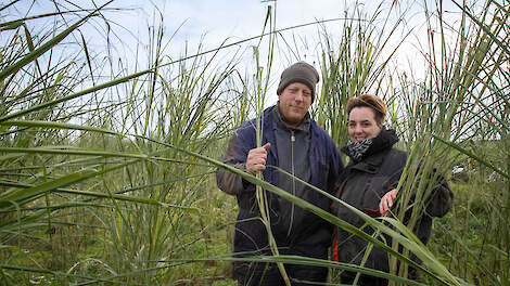Koos en Jaimy Vos zitten als PAS-melder helemaal klem. Het liefst stoppen ze met melken en gaan ze mammoetgras verbouwen voor biobased bouwmaterialen.