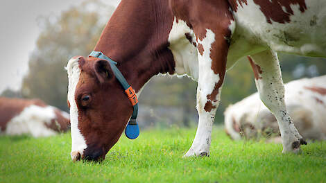 Geelrode puntjes in het najaarsgras is vaak geen roest, maar een gebrek aan kali in de bodem.