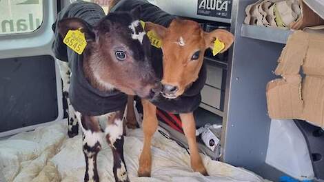 De gestolen kalfjes, hier al in de dierenambulance.