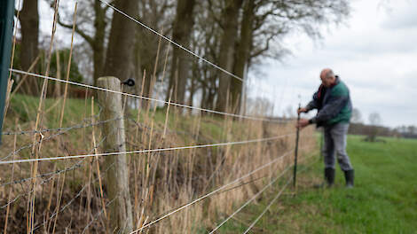 Jacqueline Koppelaar en Albert-Jan van Triest hebben een complete perceel afgezet met een verplaatsbaar wolvenraster van 120 centimeter hoog. Maar ze kregen toch te maken met wolvenaanvallen.