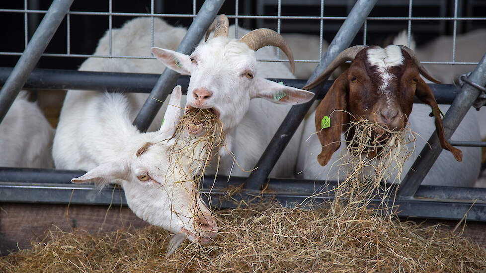 Het klimaat van een graskuil voor geiten moet dusdanig goed zijn, dat de bacterie Listeria monocytogenes er niet kan leven.