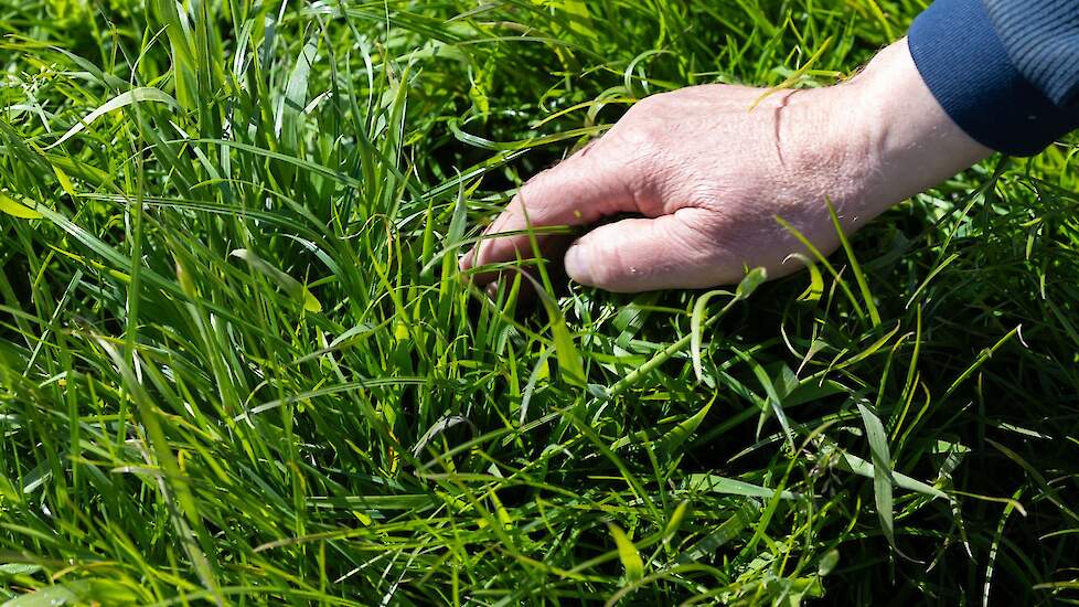 Het gras is op sommige percelen al aardig hoog aan het worden wat het moeilijk maakt om de nesten te vinden. Het gras versperd dan de warmte die van het nest afkomt waardoor de camera hem minder makkelijk kan zien.