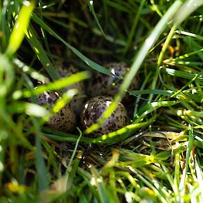 Dit nestje van de tureluur zit goed verstopt in het hoge gras.