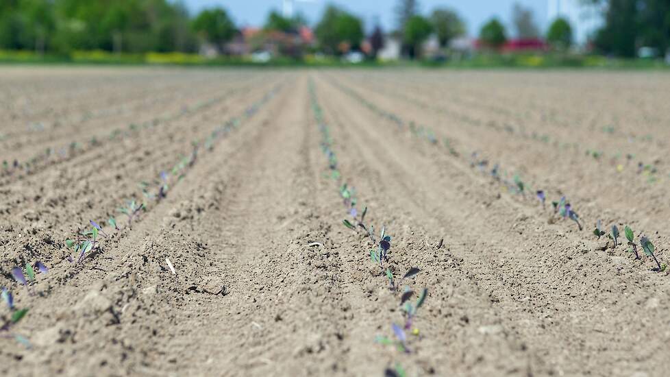 Mooie omstandigheden om rode kool te planten.