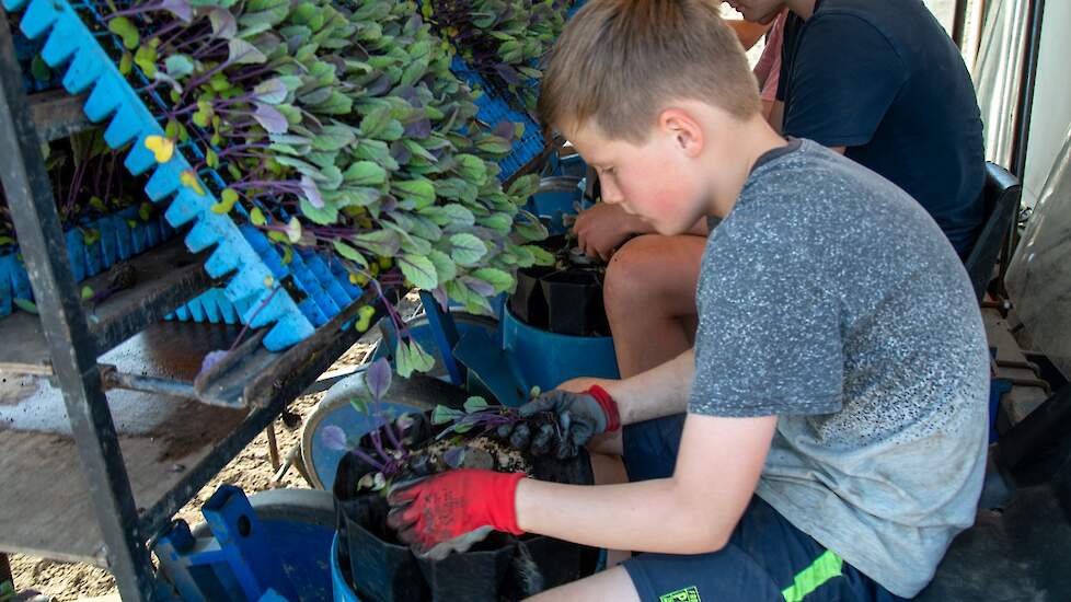 Kleinzoon Thijs (10 jaar) heeft vrij van school en helpt ook een handje mee.