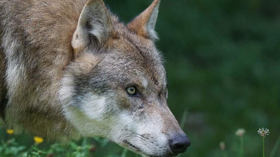 OM: Wolf in Wapse had niet doodgeschoten hoeven te worden