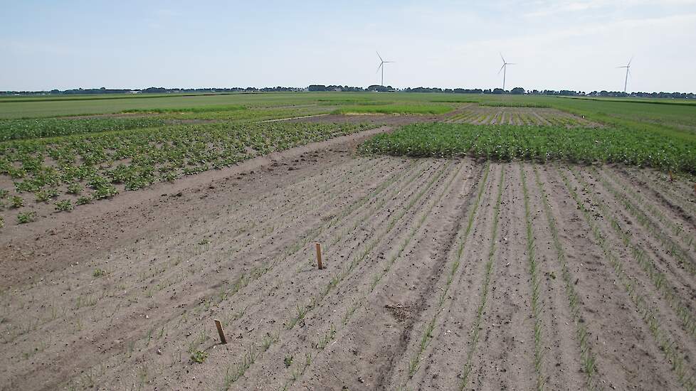 HLB-proefveld bij familie Beuling in 1e Exloërmond.