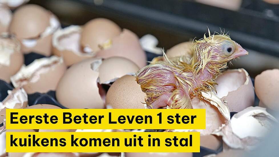 'Betere darmgezondheid ster-kuikens dankzij uitkomst in de stal'