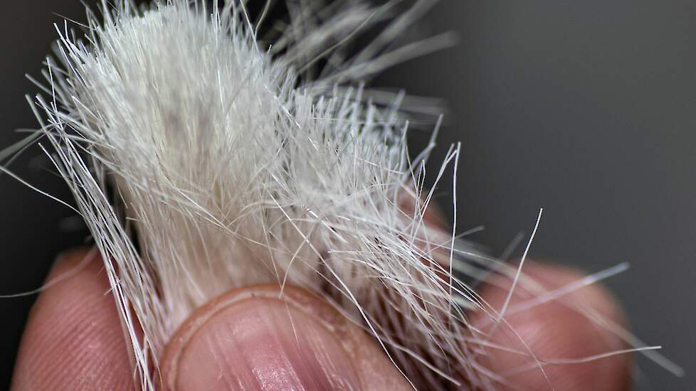 DNA-techniek biedt geitenhouders kansen