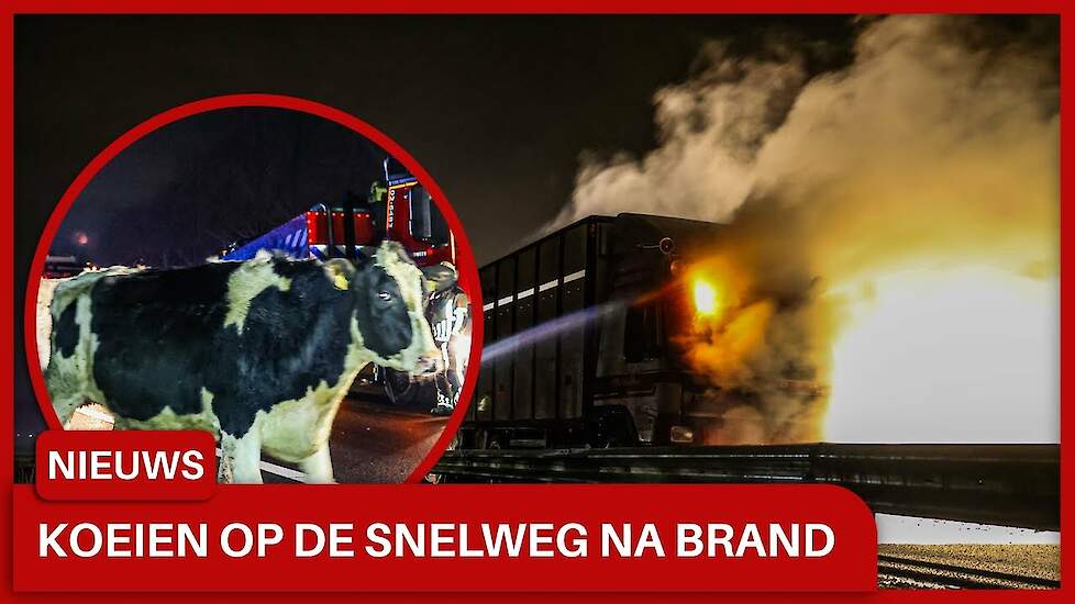 Vrachtwagen met koeien in brand op  A7 bij Oudehaske