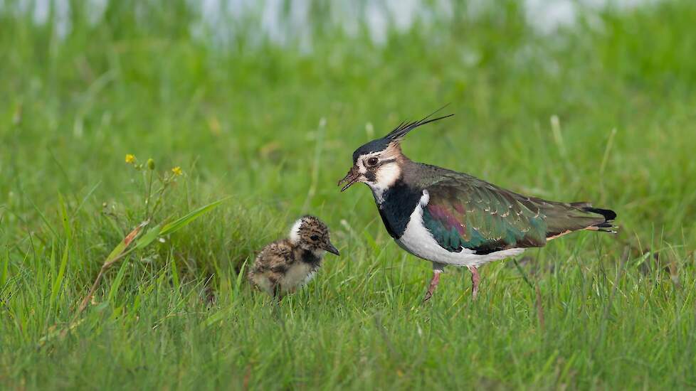 Onze Weidevogels › Nieuw weidevogelproject bij melkveebedrijf Koning in Workum van start