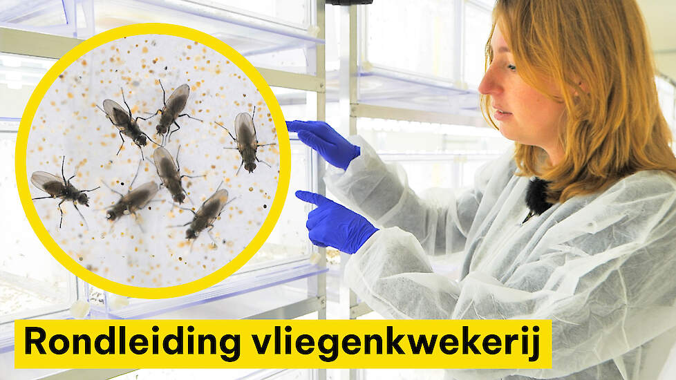 Zo worden steriele vliegen gekweekt om de strijd tegen de uienvlieg te winnen