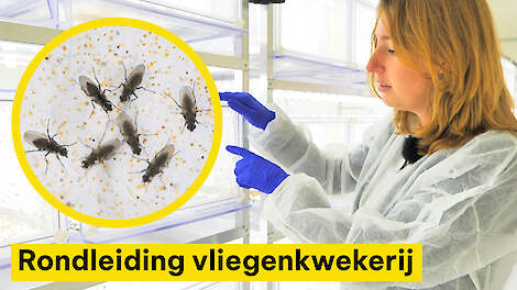Zo worden steriele vliegen gekweekt om de strijd tegen de uienvlieg te winnen