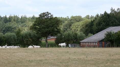 vleeskoeien bij natuurgebied en stal