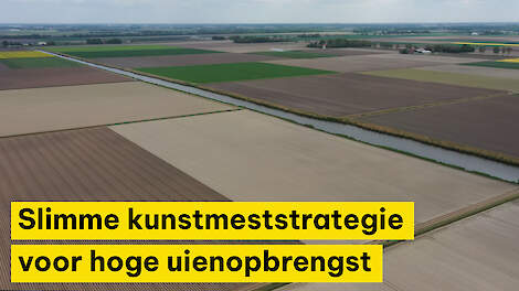 Slimme kunstmeststrategie voor hoge uienopbrengst