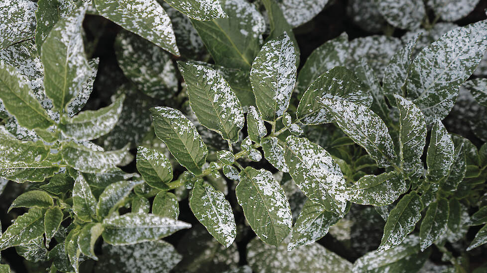 Witte coating zorgt ervoor dat de perzikluis niet op de aardappelplant landt.