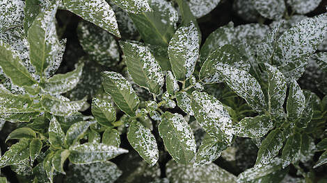 Witte coating zorgt ervoor dat de perzikluis niet op de aardappelplant landt.