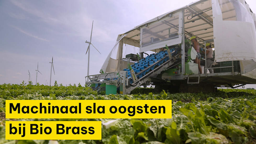 Machinaal sla oogsten bij Bio Brass