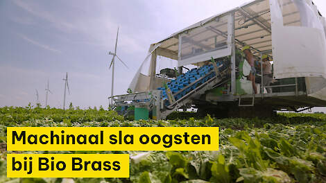 Machinaal sla oogsten bij Bio Brass