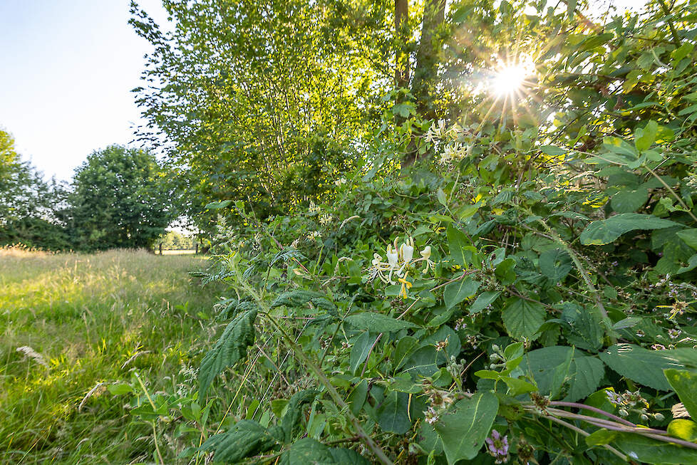 Monitoring van flora zoals bramen en wilde bloemen toont het succes van lokaal beheer in de Noardlike Fryske Wâlden.