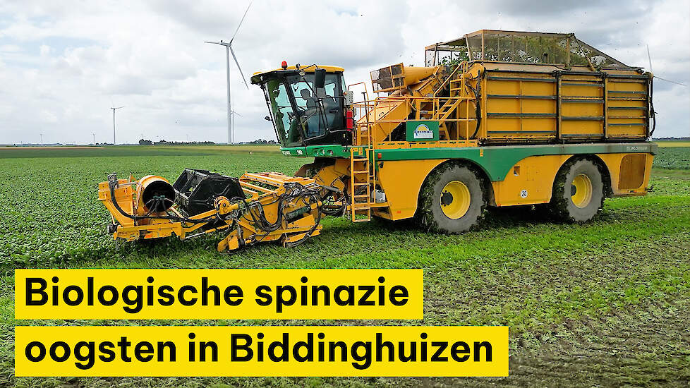 Biologische spinazie oogsten in Biddinghuizen